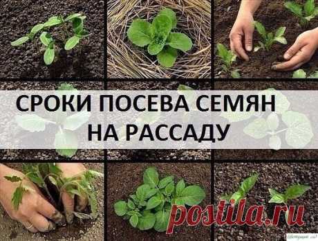 СРОКИ ПОСЕВА СЕМЯН НА РАССАДУ