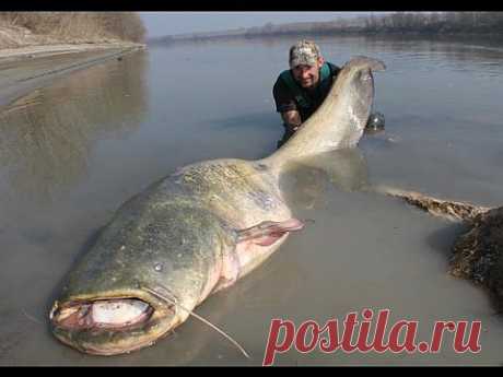 CATFISH: YURI GRISENDI FIGHT WITH A MONSTER OVER 100 KG - HD by CAT WORLD » Охота и рыбалка