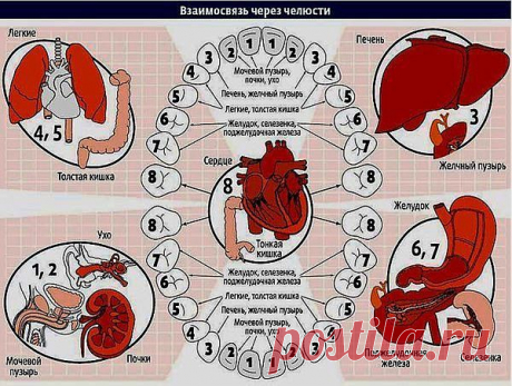 Зубы рассказывают о здоровье органов.