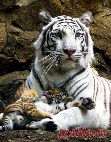 «Белая тигрица с рыжим тигренком.» — карточка пользователя Татьяна У. в Яндекс.Коллекциях