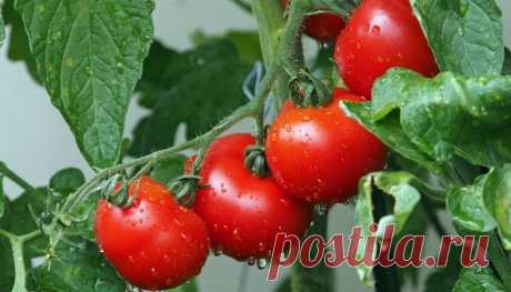 "Простая арифметика": Как посадить кусты томатов в теплице, чтобы растения дали максимум плодов |... Как посадить томаты в теплице