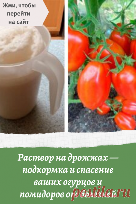 Раствор на дрожжах — подкормка и спасение ваших огурцов и помидоров от болезней