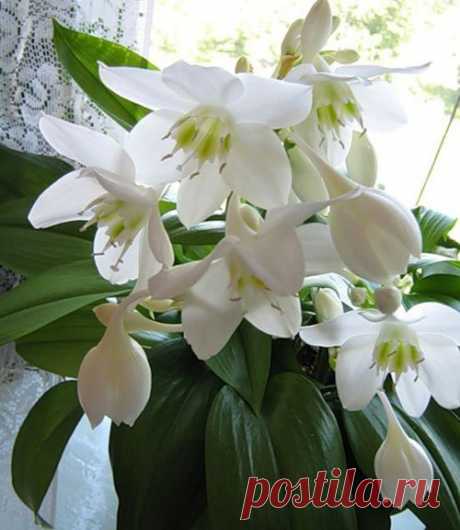 Эухарис - уход в домашних условиях Эухарис уход.Эухарис или амазонская лилия - это луковичное растение с красивыми белыми цветами, собранными в зонтик, с нежным запахом. Цветы расположены на длинных стрелках высотой 50-60 см. На каждой…