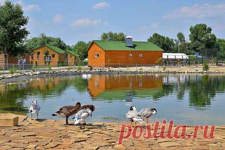 Черные лебеди на озере Славутича