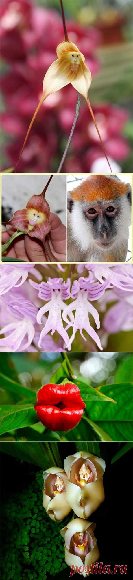 Удивительные орхидеи! (26 фото)