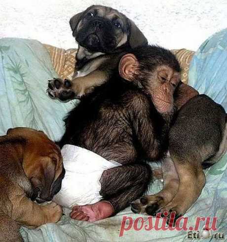 Новая мама для ребёнка-шимпанзе.