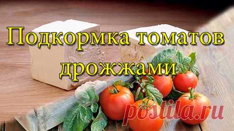 Дрожжевая подкормка для помидор. 7 рецептов подкормки помидор дрожжами. | Красивый Дом и Сад