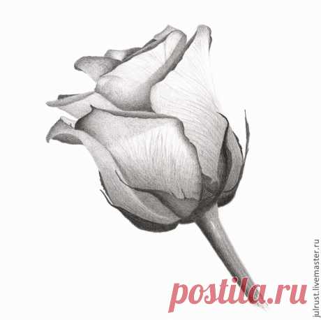 Картина Роза, рисунок розы серый белый графика карандаш – купить в интернет-магазине на Ярмарке Мастеров с доставкой Картина Роза, рисунок розы серый белый графика карандаш - купить или заказать в интернет-магазине на Ярмарке Мастеров | Роза нарисована простыми карандашами &hellip;
