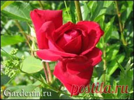 Розы: черенкование осенью