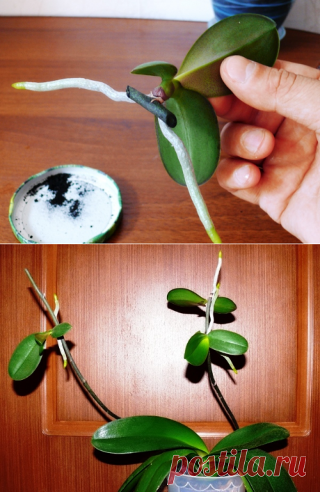 Выращиваем детку на орхидее