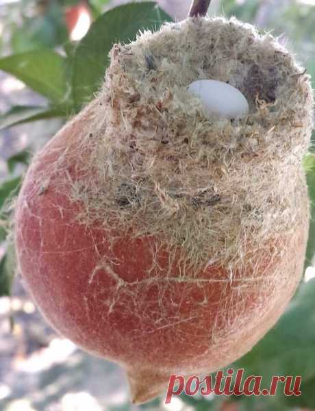 Гнездо колибри на персике ...