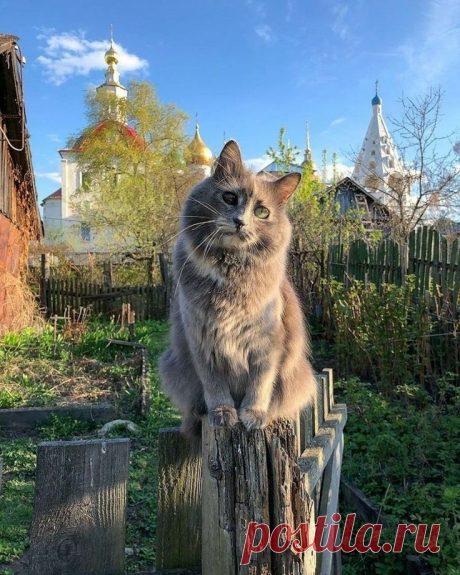 Деревня. Лето. Коты. Душевно. 32 шикарных фото, чтобы отвлечься от суеты | Ламповая кошка | Яндекс Дзен