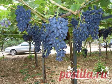 Борьба с болезнями винограда