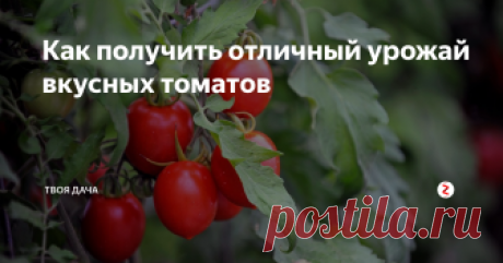 Как получить отличный урожай вкусных томатов Томаты выращиваются на многих огородах. Их высадка может выполняться в теплицы или в открытый грунт. При правильном уходе, растения получают весь спектр необходимых для качественного роста и развития элементов. Позволяют добиться первоклассной урожайности. При выращивании помидор, придерживайтесь следующих советов:
Рассада. Крепкая, здоровая рассада – один из основных факторов высокой урожайности.