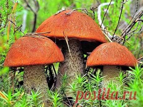 На Алтае планируют организовать грибные туры | Pinreg.Ru