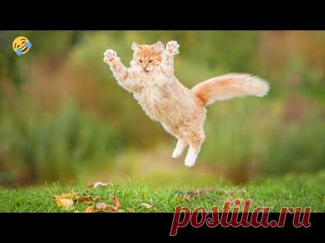 СМЕШНЫЕ ЖИВОТНЫЕ 🐱🐶  ПРИКОЛЫ С КОТАМИ, СОБАКАМИ, ПОПУГАЯМИ 😎 FUNNY ANIMALS 2023