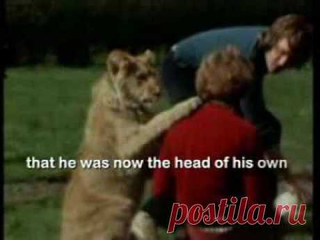 Christian the lion - YouTube