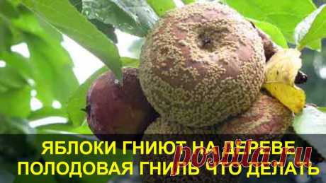 Яблоки гниют на дереве: можно ли спасти урожай и как это сделать - Своими руками на даче - как посеять, сажать, ухаживать за растениями и цветами