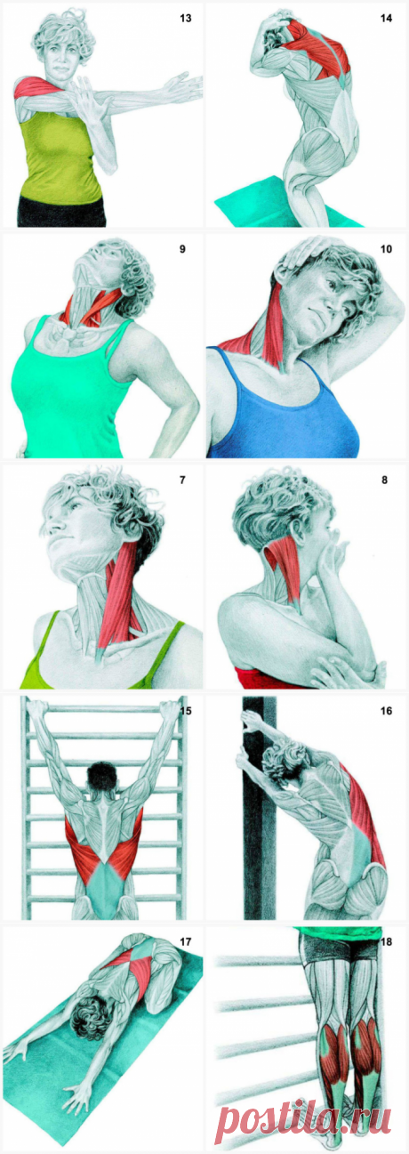 34 картинки о том, какие именно мышцы вы растягиваете во время разных упражнений