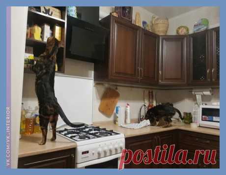 Я искренне не понимаю что эти коты делают на кухонных столах