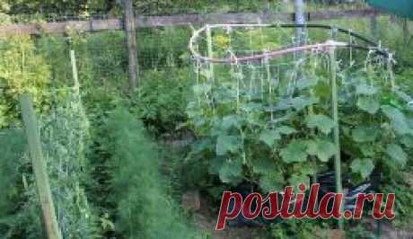 Выращивание огурцов в полиэтиленовом пакете - Садоводка