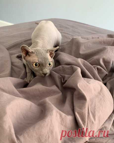 Greta__sphynx в Instagram: «My hunt!» 1,849 отметок «Нравится», 38 комментариев — Greta__sphynx (@greta__sphynx) в Instagram: «My hunt!»