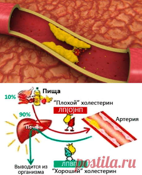 О заблуждениях. Почему не надо бояться холестерина