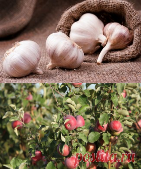 Карликовые яблони – выбираем лучший сорт | В саду (Огород.ru)