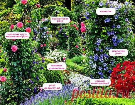 Вертикальные цветущие растения для сада — 6 соток