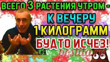 ВСЕГО 3 РАСТЕНИЯ УТРОМ - К ВЕЧЕРУ 1 КГ БУДТО ИСЧЕЗ! Островский Похудеть, набрать вес, обмен веществ