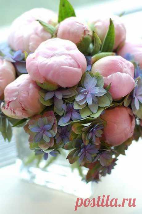 peonies and hydrangea-love this combo