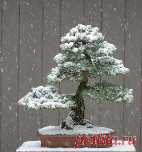 White Pine in the Snow. I really love the look of Bonsai trees.
Delightfully Manic из Delightfully Manic   |  Pinterest • Всемирный каталог идей