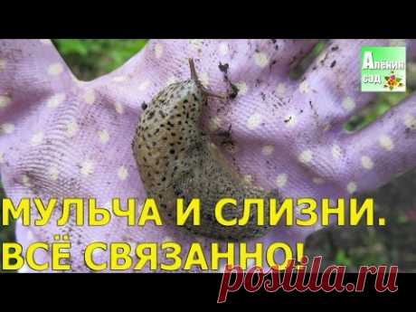 СЛИЗНИ И МУЛЬЧА всё связано!!!  🐌 - YouTube