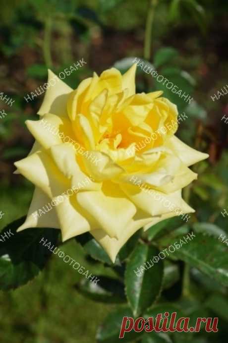 Жёлтая роза крупным планом Цветок жёлтой розы крупным планом на фоне зелёных листьев летом в саду.