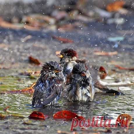 iDenphoto — «The fall bathing» на Яндекс.Фотках