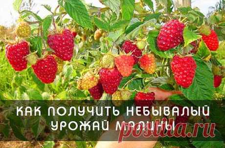 Письмо «сообщение Veh07 : КАК ПОЛУЧИТЬ НЕБЫВАЛЫЙ УРОЖАЙ МАЛИНЫ (10:34 21-03-2015) [3562642/356999500]» — Veh07 — Яндекс.Почта