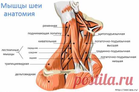 Элементарный способ для укрепления мышц шеи