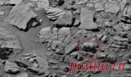Сенсация!!! На Марсе нашли живого медведя с шерстью и хвостом (видео)