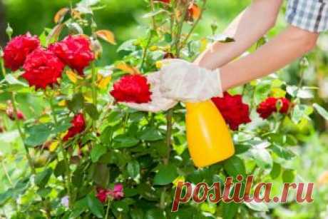 Розы летом: как правильно ухаживать, чтобы продлить цветение и подготовить к зиме