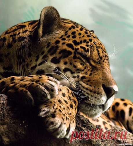 Леопард спит, положив голову на лапы — Фото аватарки