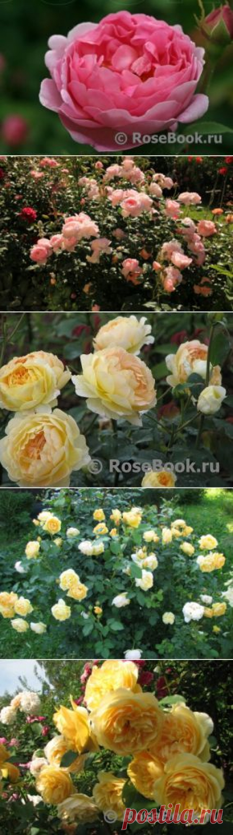 АНГЛИЙСКИЕ РОЗЫ (DAVID AUSTIN ROSES) | Самоцветик