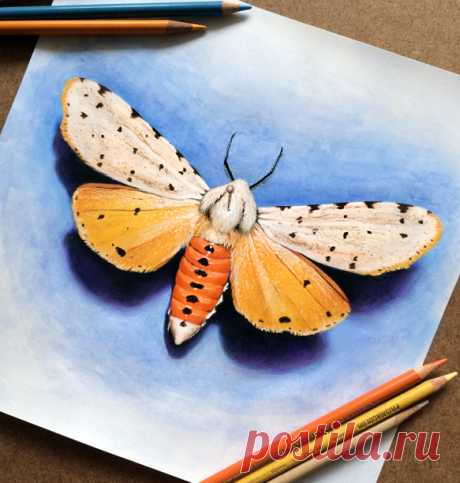 Morgan Davidson Illustration Colored pencil moth sketch with a watercolor background :)