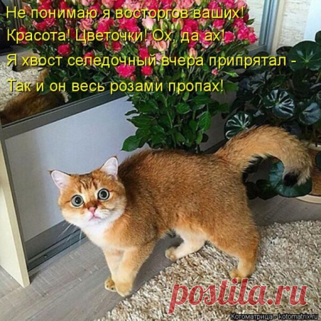 Невероятно смешные котоматрицы / Питомцы