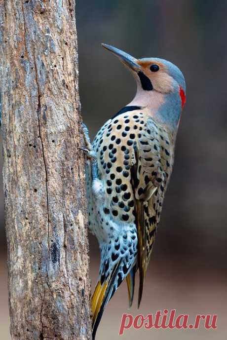 Woodpecker | Betty приколол(а) это к доске aves