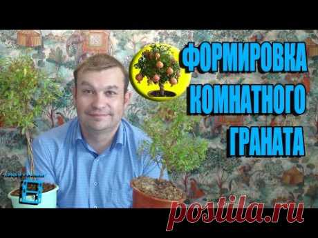 ФОРМИРОВКА КОМНАТНОГО ГРАНАТА. ОБРЕЗКА ГРАНАТА. ЭКЗОТИКА НА ПОДОКОННИКЕ🌴