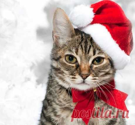 A Santa Christmas Cat | Cutest Paw