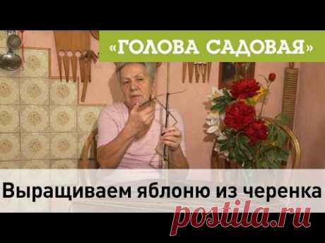 Голова садовая - Выращиваем яблоню из черенка