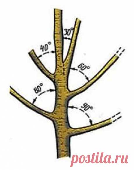Тонкости весенней обрезки деревьев и кустарников | Дача - впрок