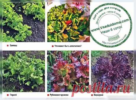 Выращивание различных видов салата - посадка и правильный уход (Тверь) | Сайт о саде, даче и комнатных растениях.
