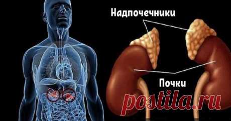 Как определить, есть ли у вас проблемы с надпочечниками / Будьте здоровы